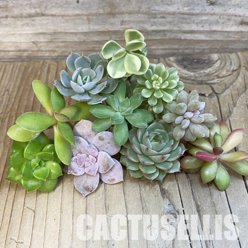 SH29277 Succulents mix, cuted