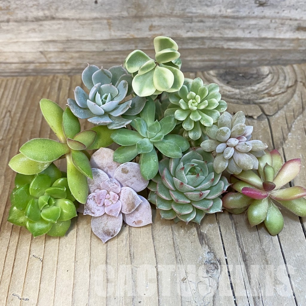 SH29277 Succulents mix, cuted