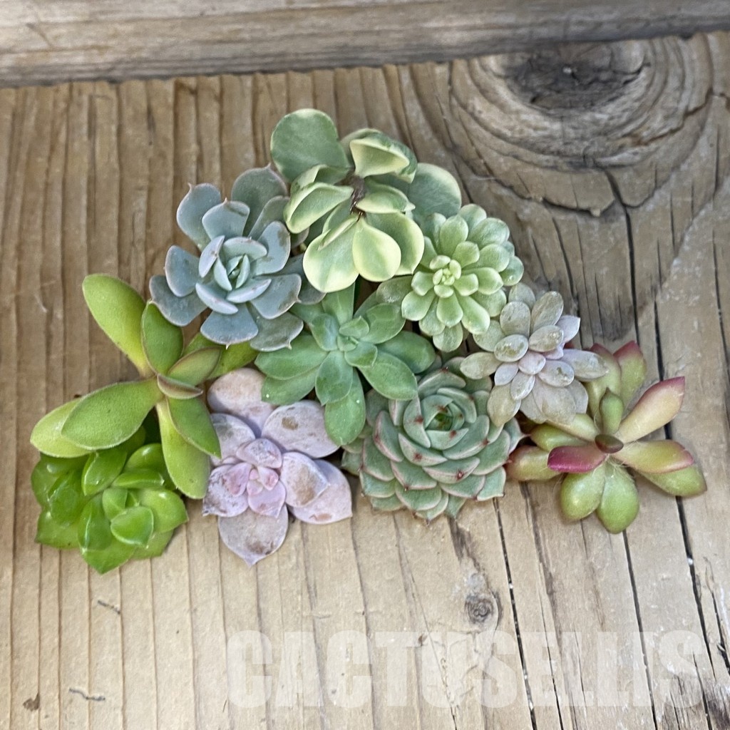 SH29277 Succulents mix, cuted - Image 2