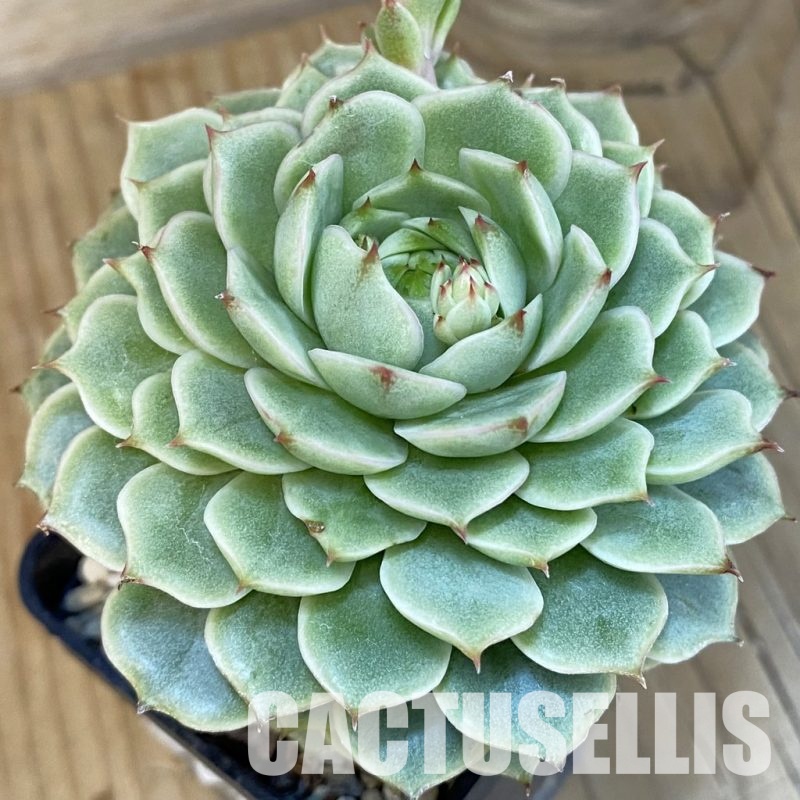 SH7449 Echeveria ‘Ben Badis’