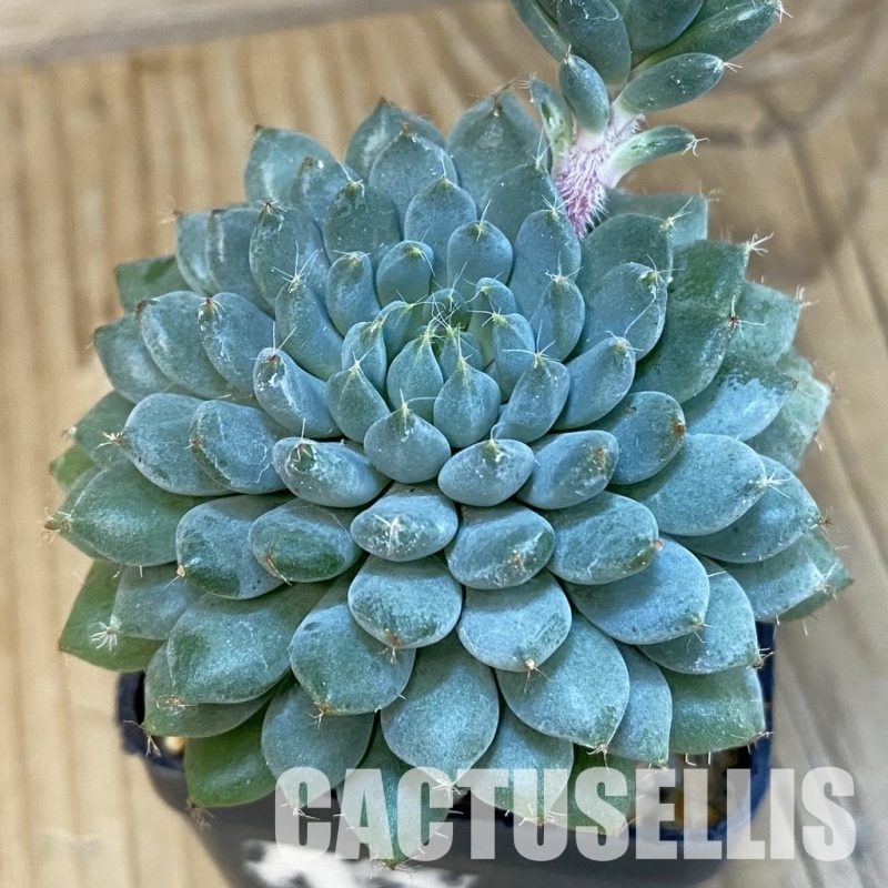 SHND7464 Echeveria setosa x rundelli