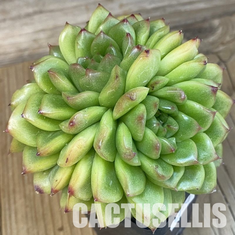 SH7850 Echeveria hybrid