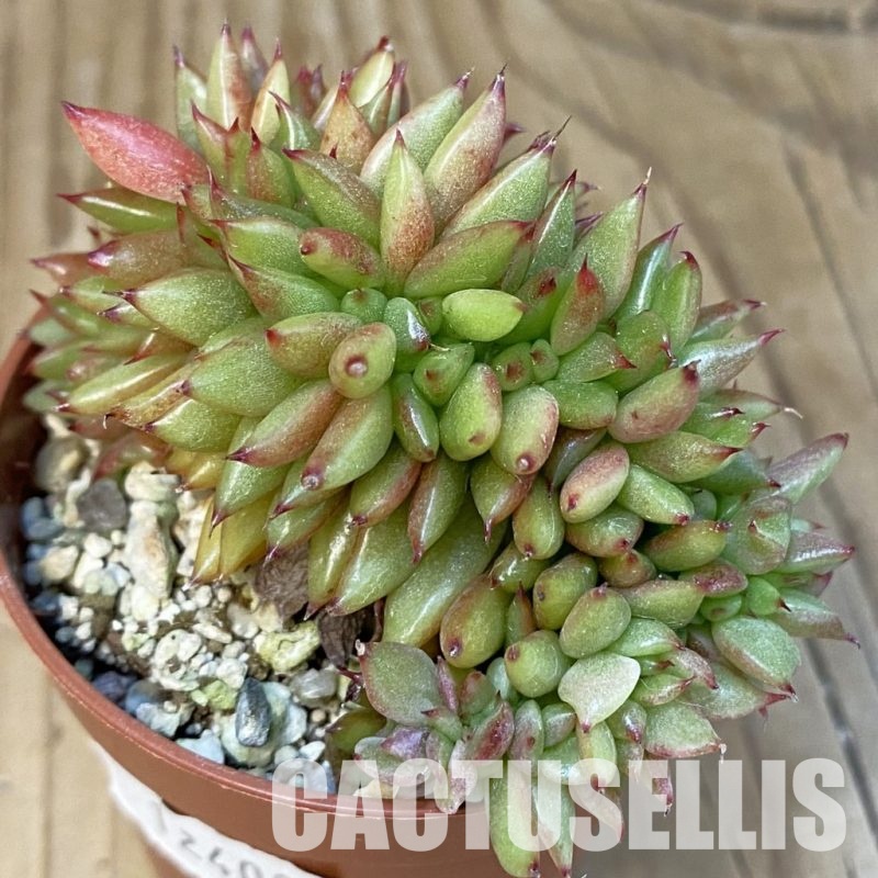 SH12408 Echeveria agavoides f. cristata