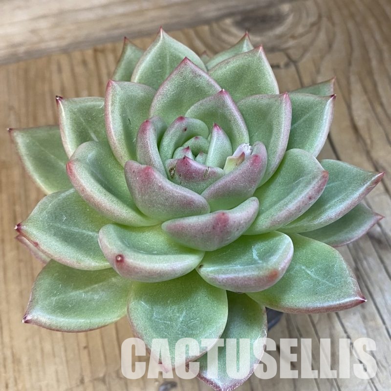 SH12933 Echeveria 'Champagne'