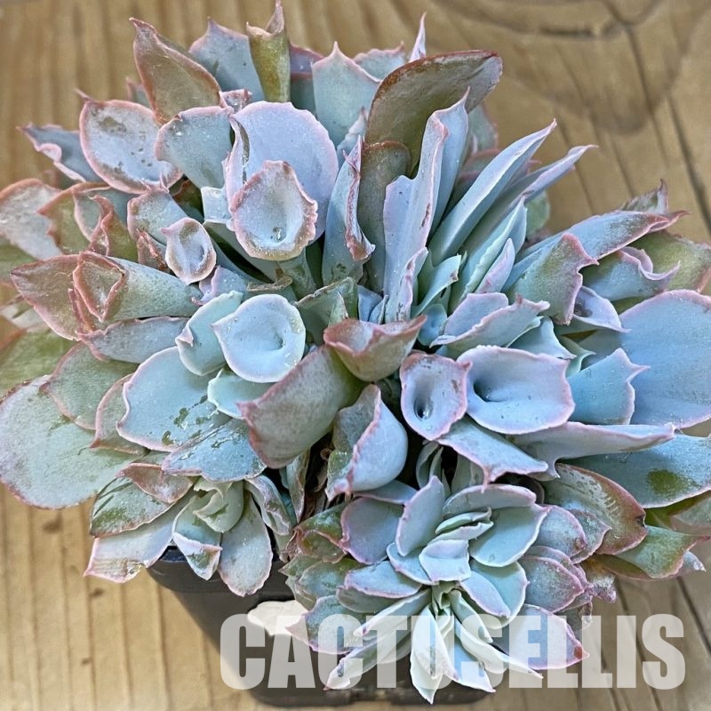 SH12941 Echeveria 'Trumpet' f. cristata