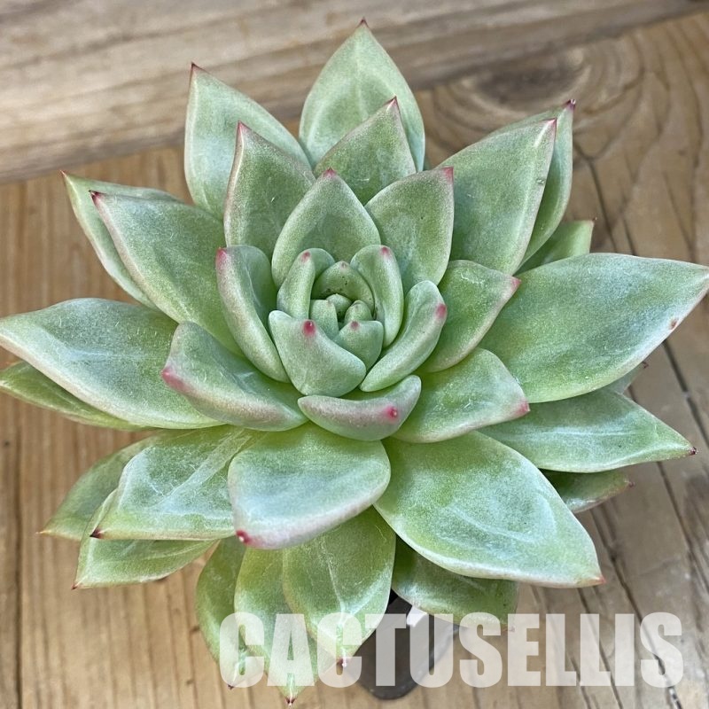 SHND14326 Echeveria 'Champagne'