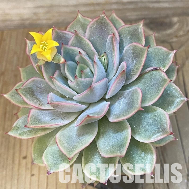 SHND14335 Echeveria hybrid
