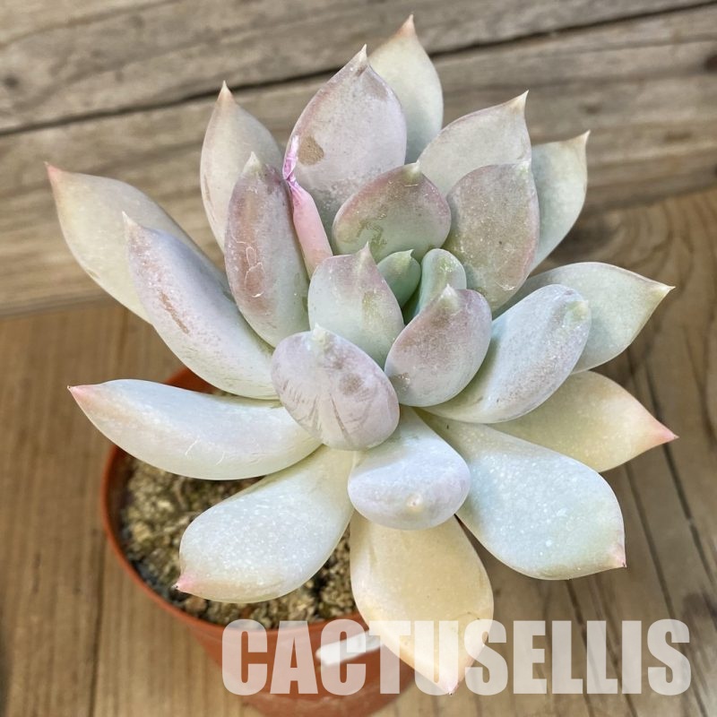 SH15359 Graptoveria ‘Opalina’