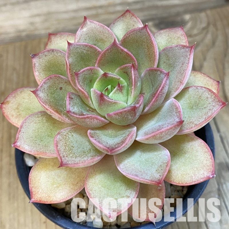 SH7453 Echeveria sp.