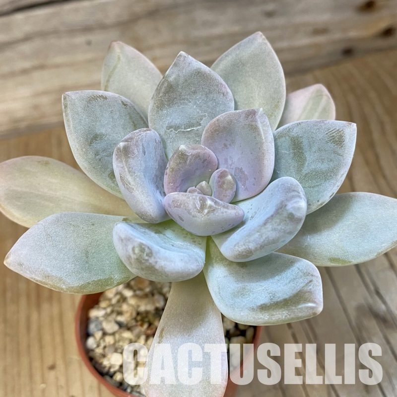 SH15391 Graptophytum 'Supreme' f. variegata