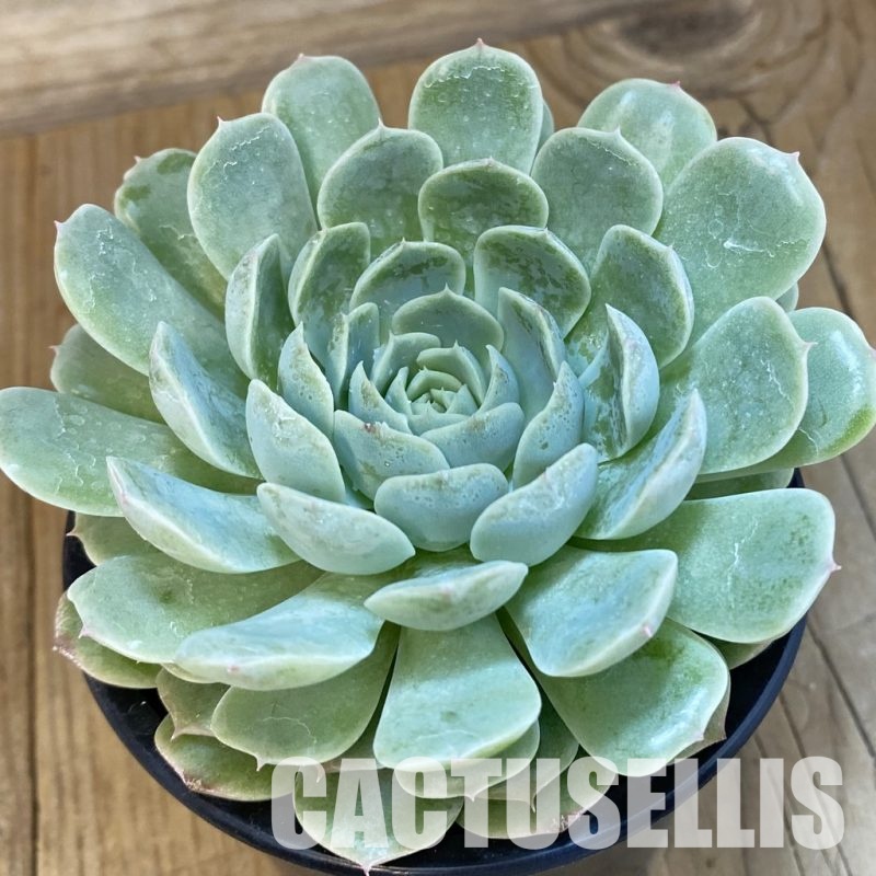 SH17006 Echeveria hybrid