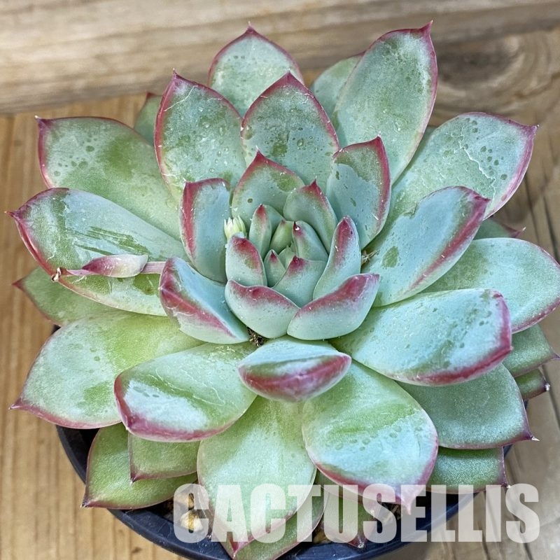 SH17026 Echeveria pulidonis hybrid