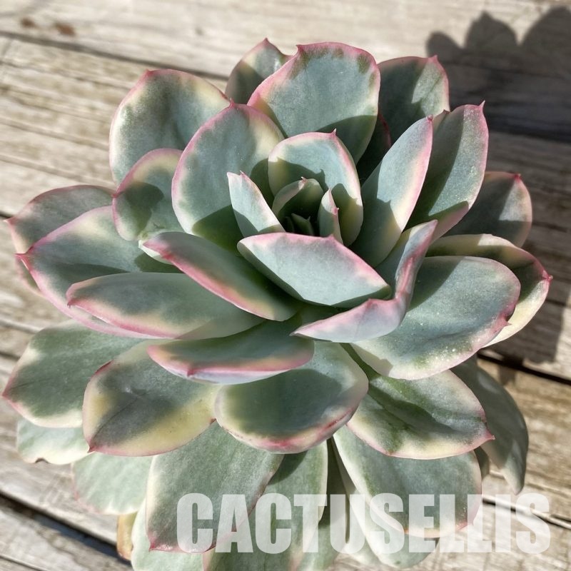 SH17035 Echeveria ‘Luella’ f. variegata
