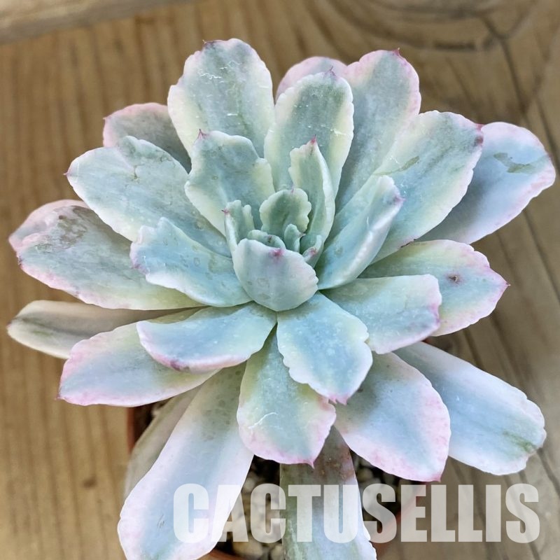 SH17045 Echeveria hoveyi f. variegata