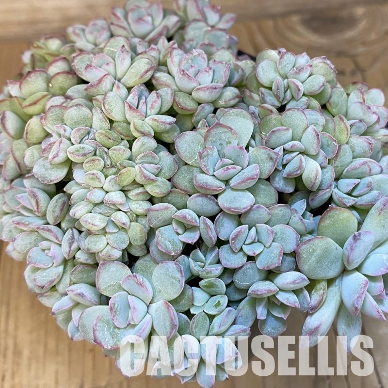 SH17180 Echeveria hybrid f. cristata