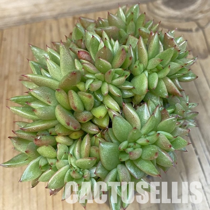 SH17325 Echeveria agavoides f. cristata