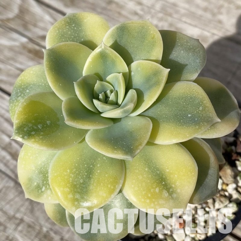 SH17873 Echeveria ‘Harry Watson’ f. variegata
