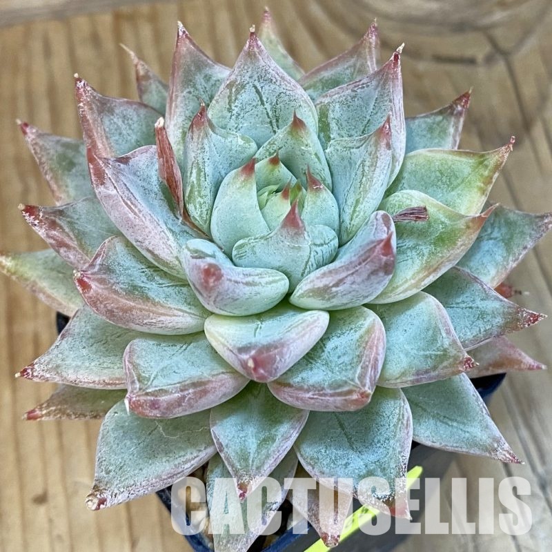 SH4683 Echeveria tolimanensis hybrid