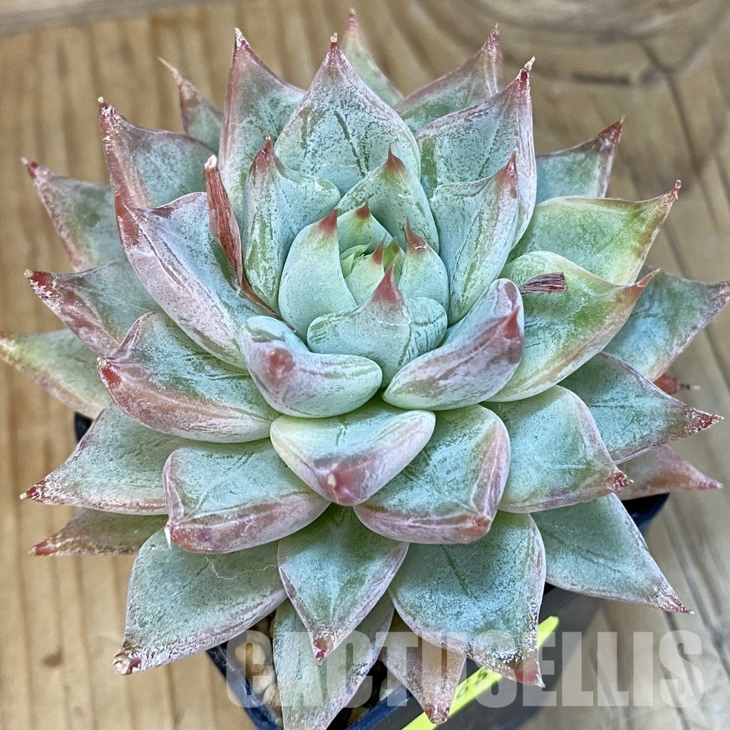 SH4683 Echeveria tolimanensis hybrid