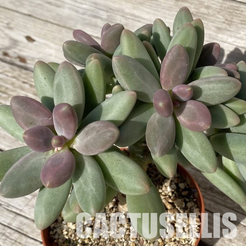 SH19066 Pachyphytum 'Diamond'