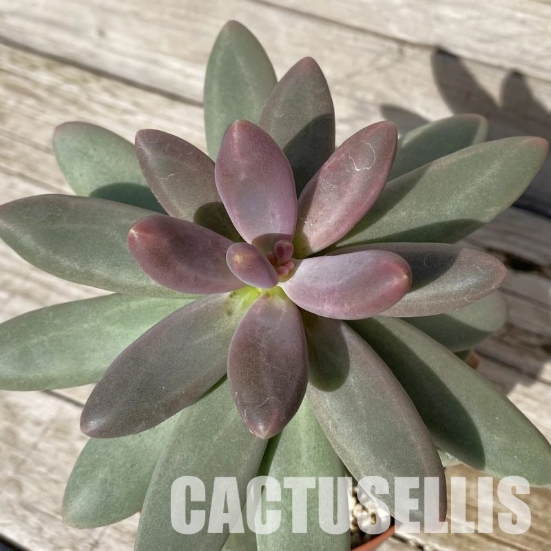 SH19067 Pachyphytum 'Diamond'