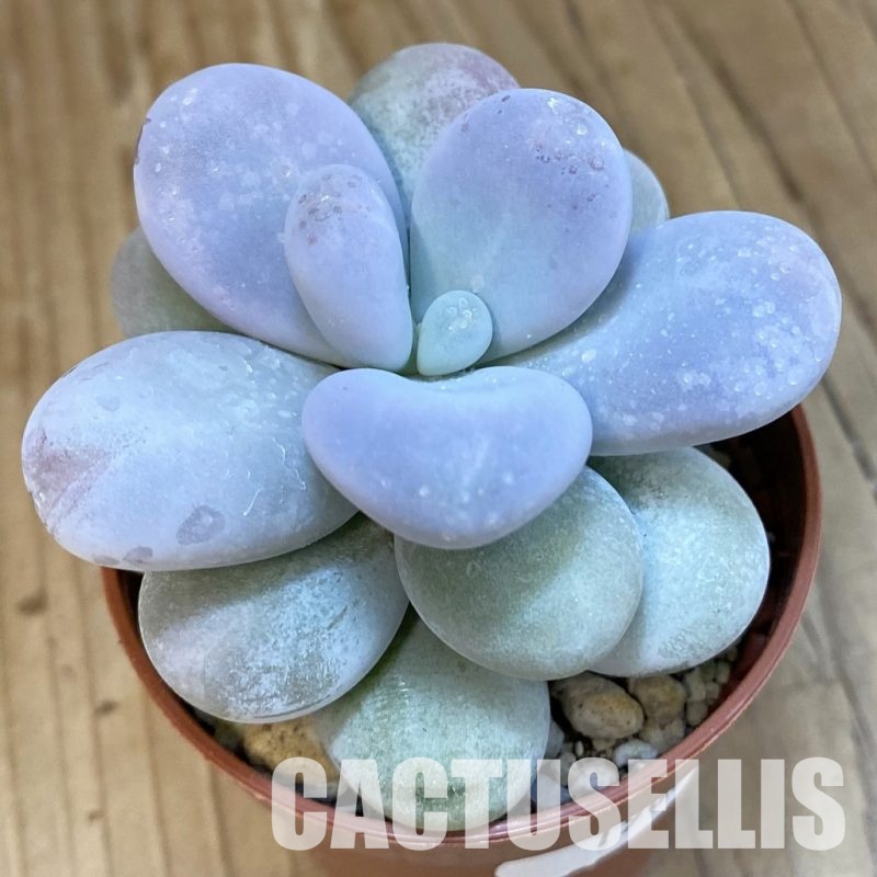 SH19072  Pachyphytum oviferum