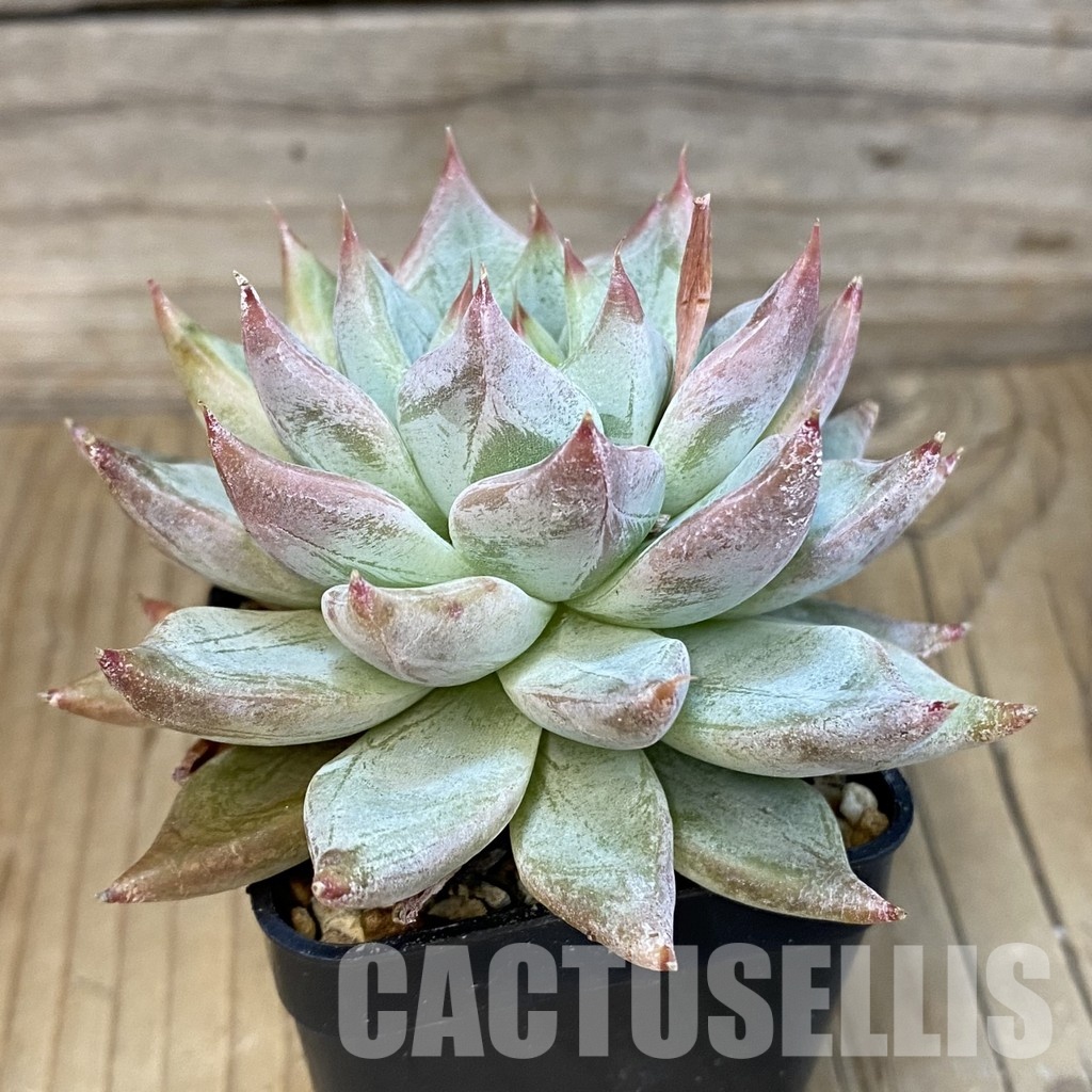 SH4683 Echeveria tolimanensis hybrid - Image 2