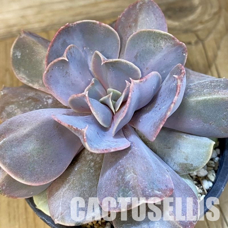 SH19080 Echeveria 'Serena'