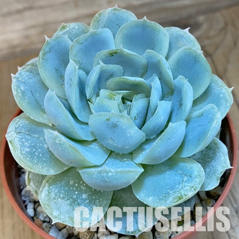SH19091 Echeveria 'Hanazukiyo'