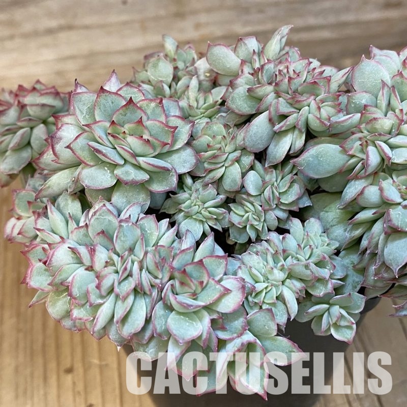 SH21557 Echeveria hybrid f. cristata