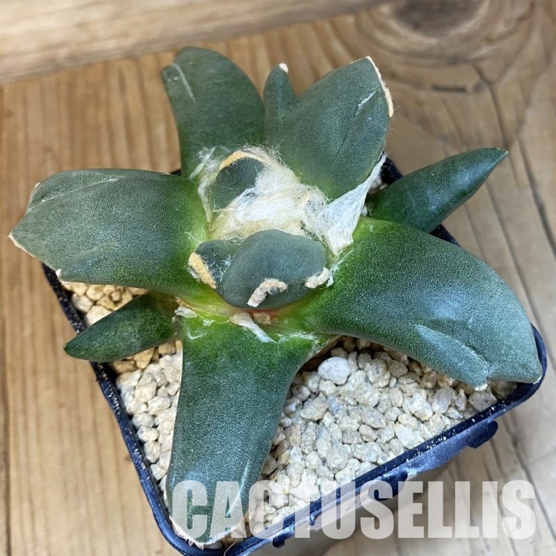 SH29338 Ariocarpus retusus 'Three Finger', own roots seedling