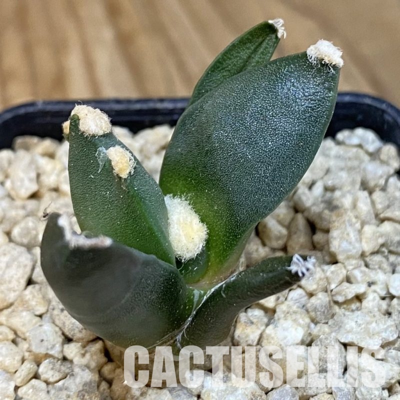 SH29339 Ariocarpus retusus 'Three Finger', own roots seedling
