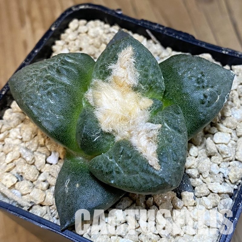 SH29344 Ariocarpus fissuratus x Ariocarpus lloydii 'Latus', own roots seedling