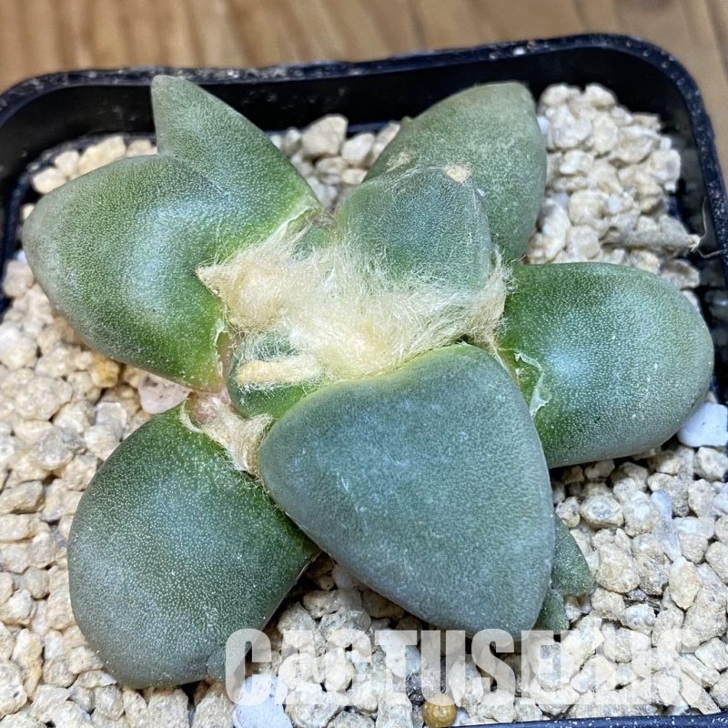SH29346 Ariocarpus lloydii 'Latus' x Ariocarpus retusus ‘Three Finger’, own roots seedling