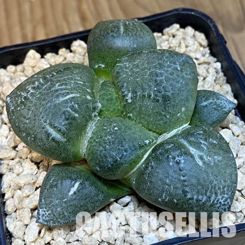 SH29347 Ariocarpus lloydii 'Latus' x Ariocarpus fissuratus 'Godzilla' , own roots seedling