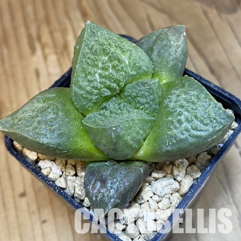 SH29349 Ariocarpus fissuratus 'Godzilla' hybrid , own roots seedling