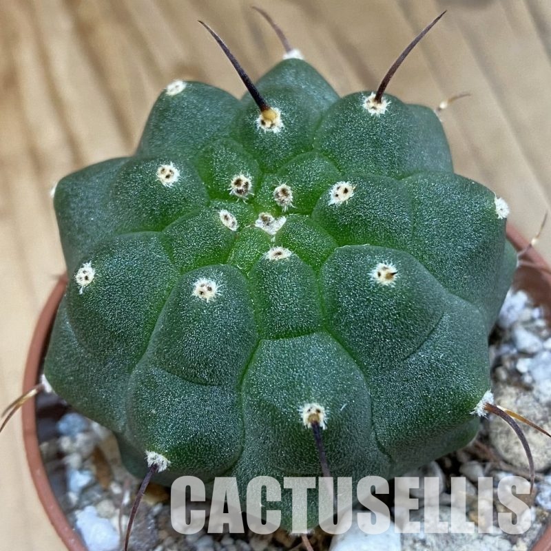 SH29311 Matucana madisoniorum