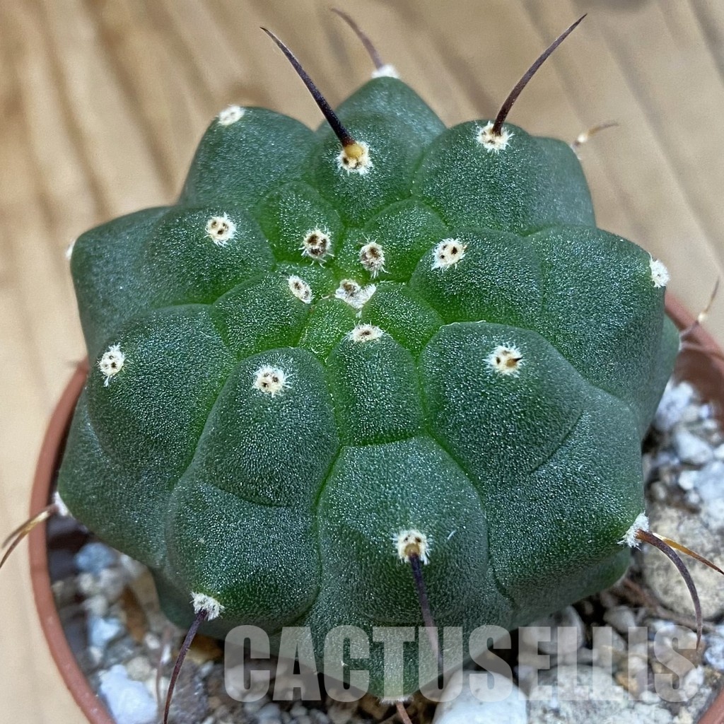 SH29311 Matucana madisoniorum