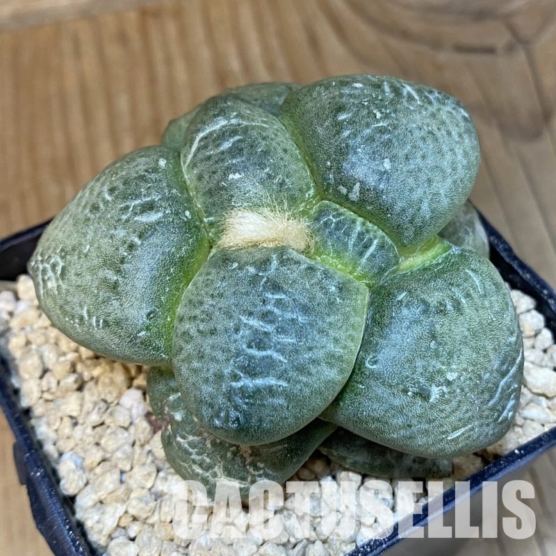 SH29351 Ariocarpus lloydii 'Latus' x Ariocarpus fissuratus 'Godzilla' , own roots seedling