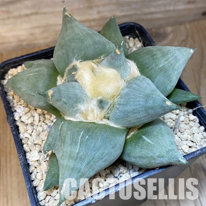 SH29352 Ariocarpus retusus 'Cauliflower' x Ariocarpus lloydii 'Latus', own roots seedling