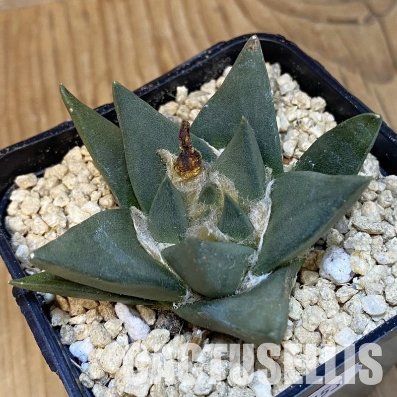 SH29353 Ariocarpus trigonus hybrid, own roots seedling