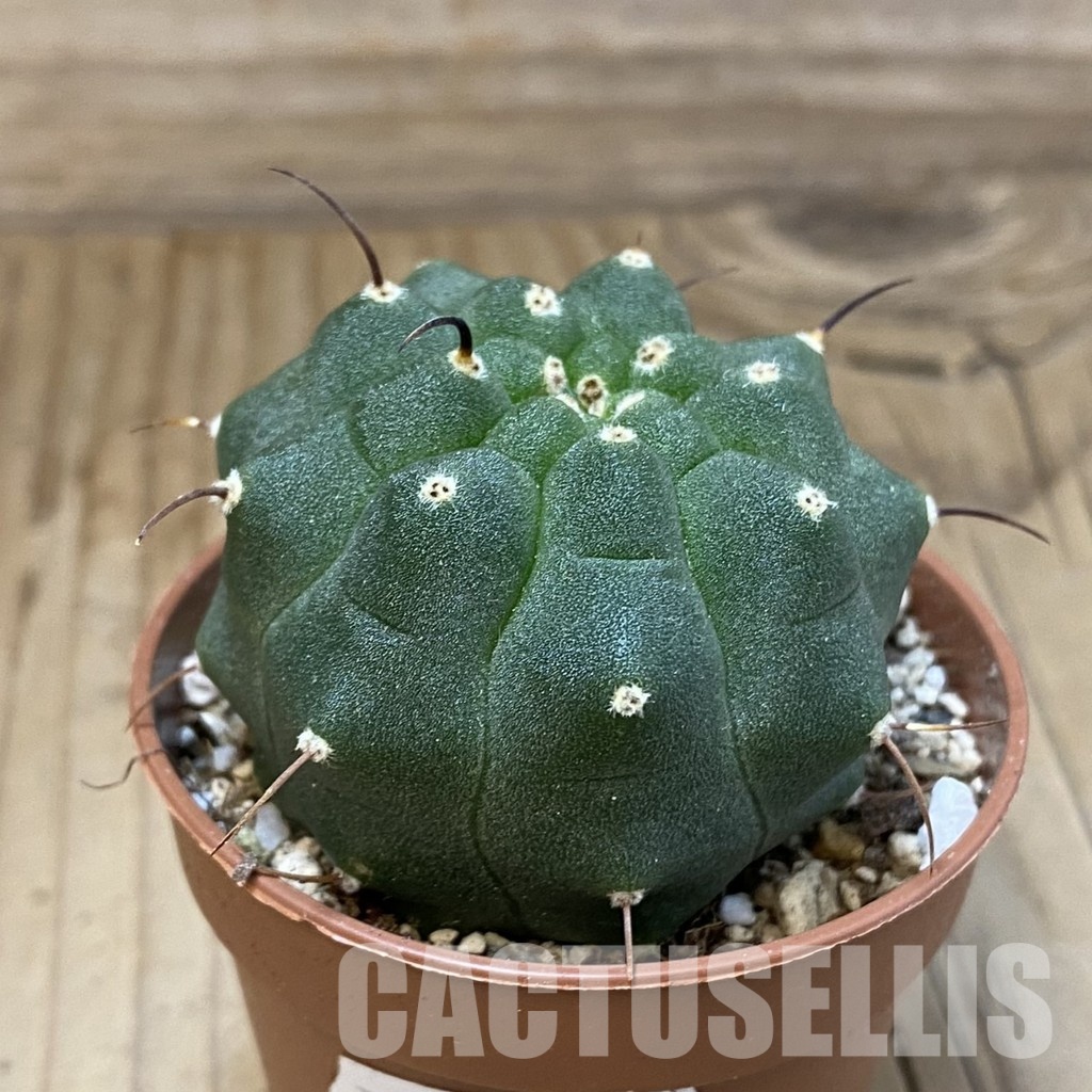 SH29311 Matucana madisoniorum - 画像 (2)