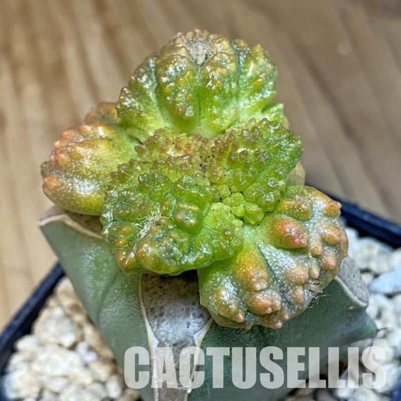 SH29354 Ariocarpus fissuratus 'Godzilla' f. variegata, grafted