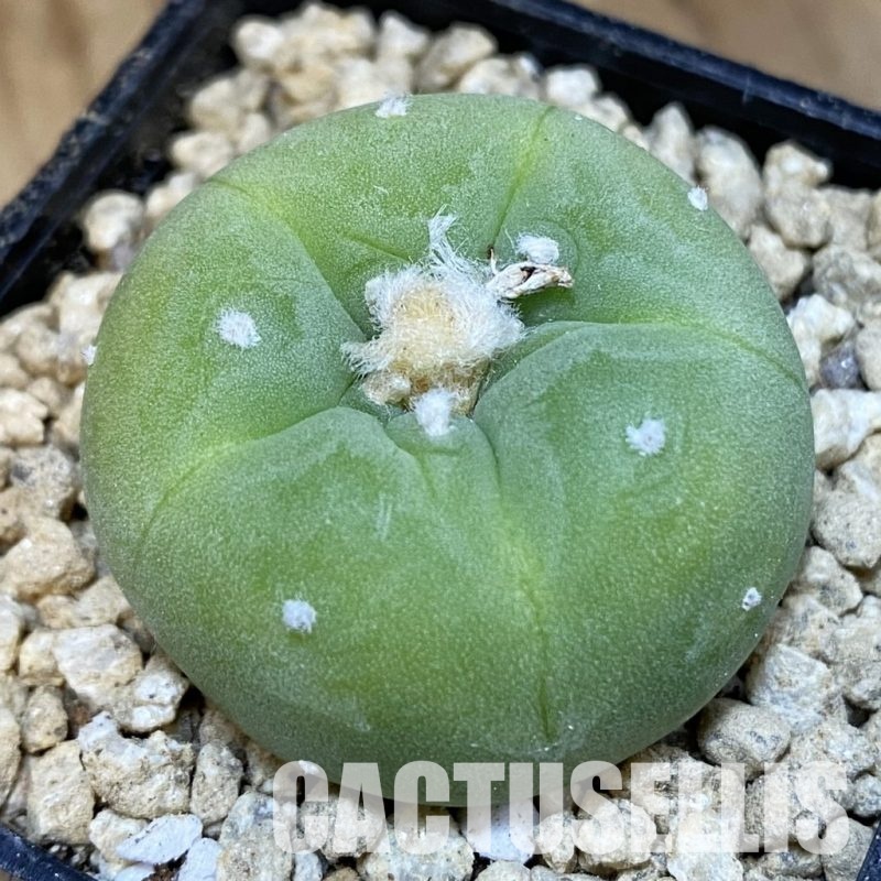 SH29357 Anhalonium frichii v. albiflora