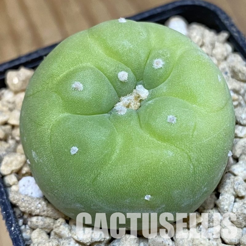 SH29358 Anhalonium frichii v. albiflora