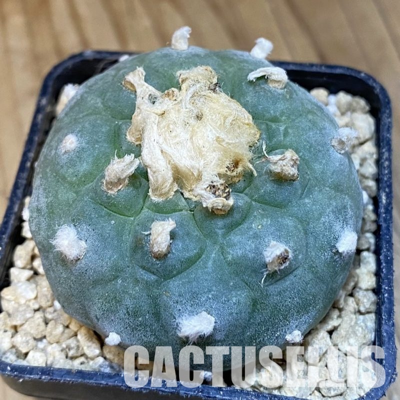 SH29359 Anhalonium jordaniana