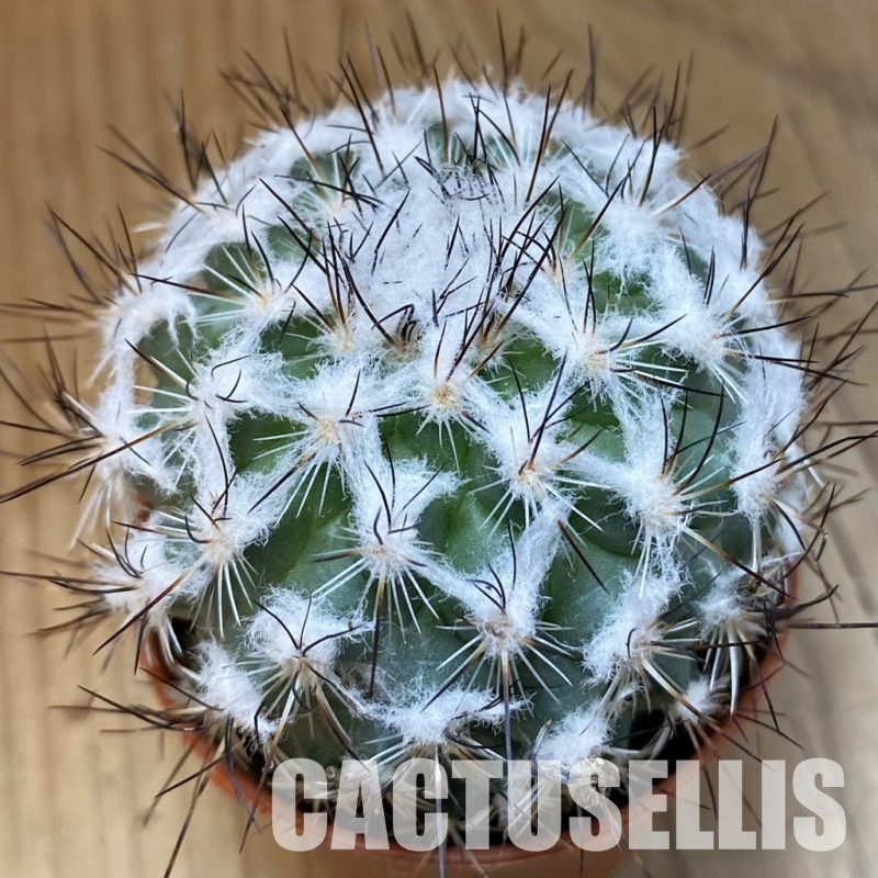SH29312 Turbinicarpus saueri