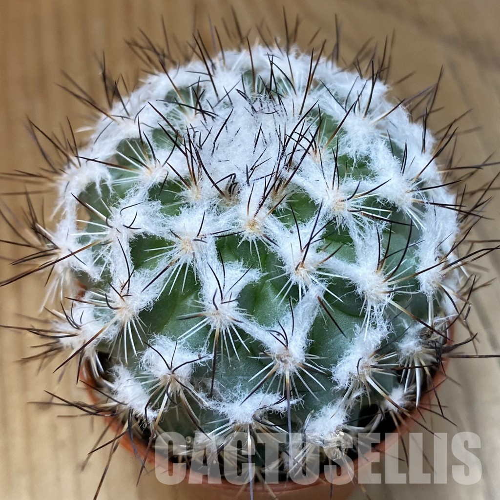 SH29312 Turbinicarpus saueri