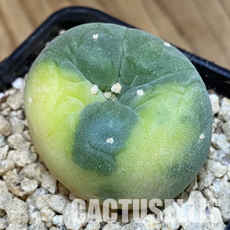 SH29363 Anhalonium frichii f. variegata