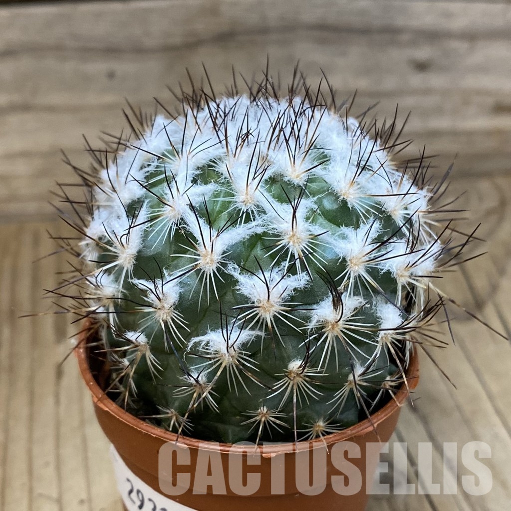 SH29312 Turbinicarpus saueri - 画像 (2)